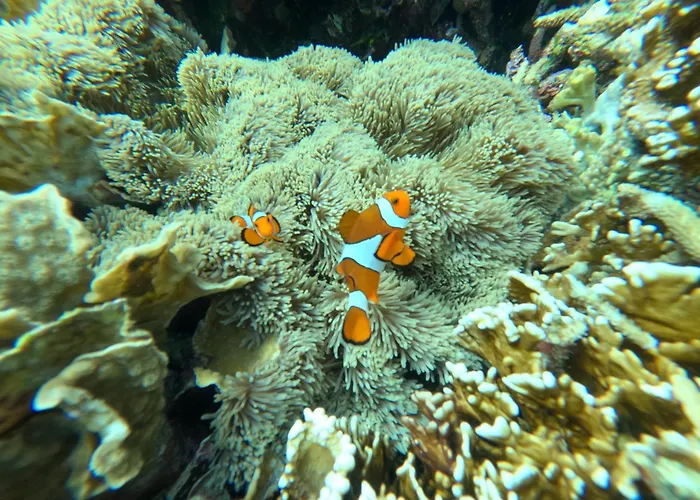 Botel Captain Coconut Snorkeling